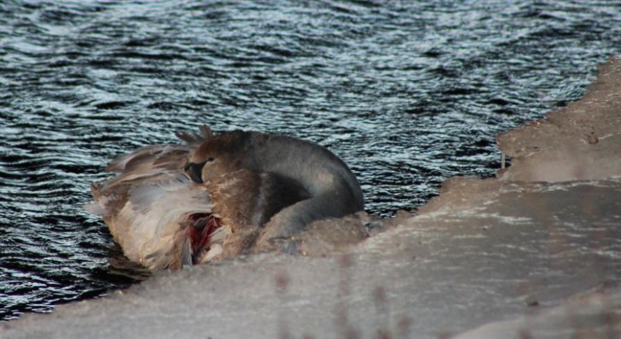 В Ивангороде уже несколько дней ловят раненого лебедя