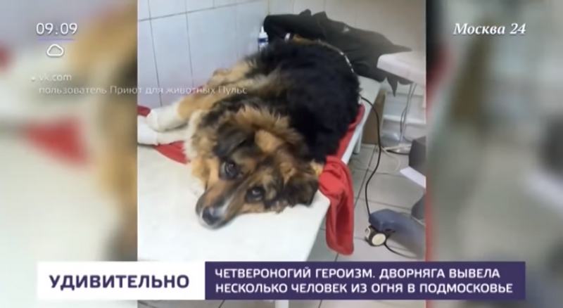 Бездомная собака спасла восемь человек при пожаре в Подмосковье
