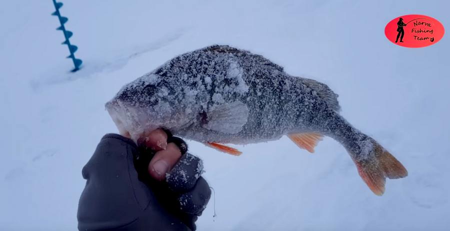 зимняя рыбалка видео чудское озеро