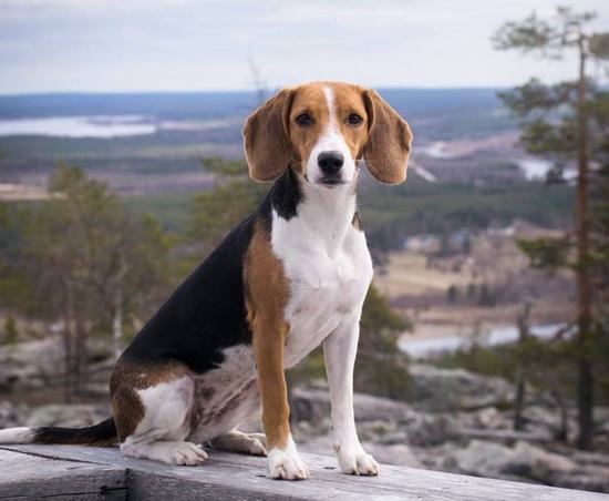 Единственную из выведенных в Эстонии пород собак признали на международном  уровне | STENA.ee