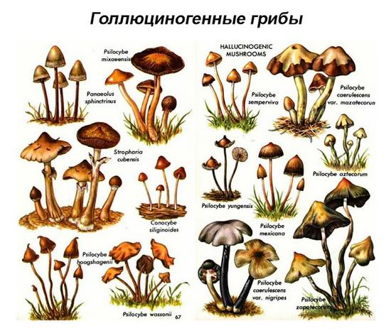 Психоделический каминг-аут: я принимаю грибы и вот почему. Бунин и  Достоевский, мухоморы и белена. | STENA.ee
