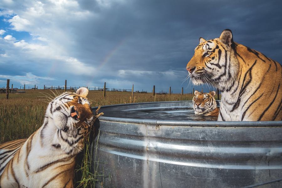 Тигры в неволе: специальное расследование жестокого бизнеса | STENA.ee