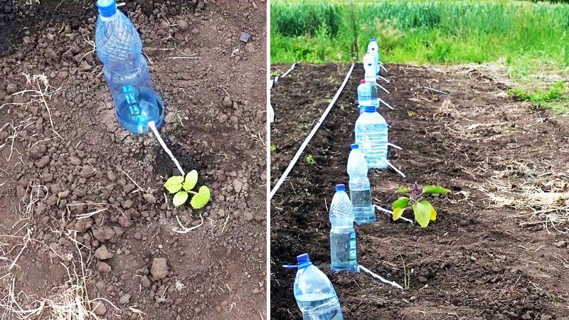 Три способа изготовления системы капельного полива из обычных пластиковых бутылок