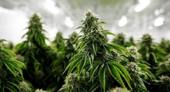 Эстонии легализовали марихуану сколько по времени растет куст марихуаны